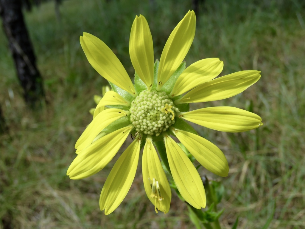 Silphium laciniatum, Angelina National Forest, Jasper County, TX, USA