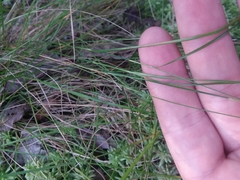 Rhynchospora gracilenta