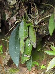 Hoya wrayi