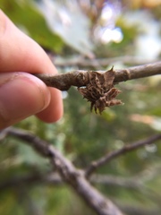 Dryocosmus floridensis