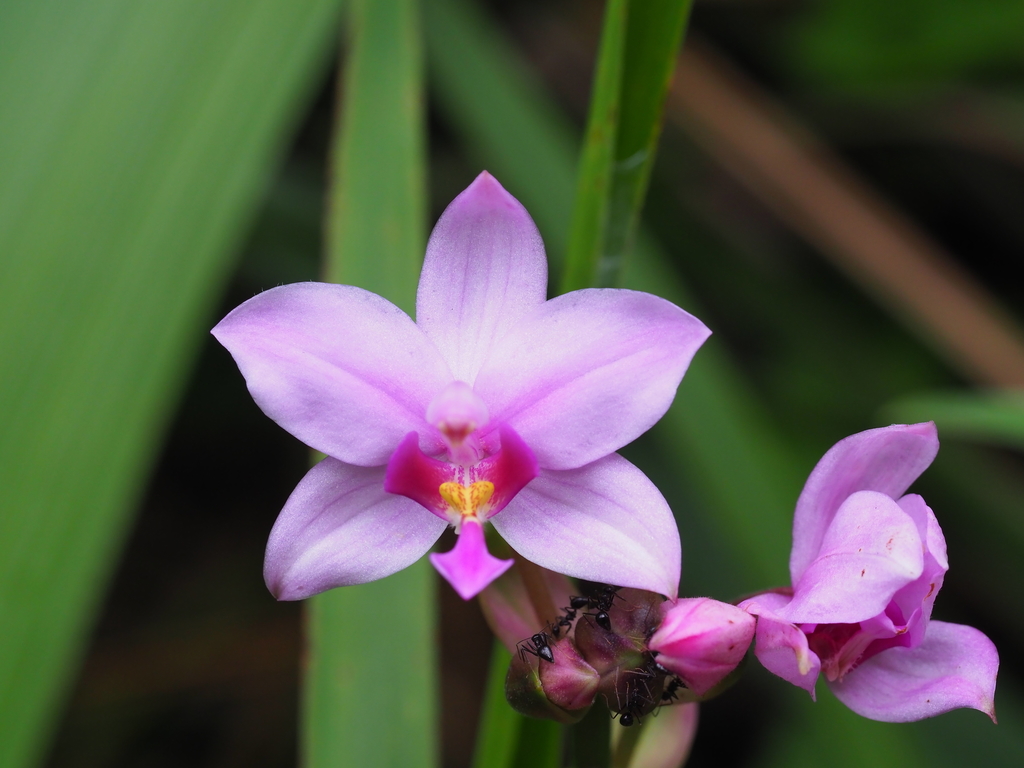Orquídea Terrestre Filipina (Spathoglottis plicata) · NaturaLista Mexico