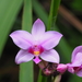 紫苞舌蘭 - Photo 由 CheongWeei Gan 所上傳的 (c) CheongWeei Gan，保留部份權利CC BY-NC