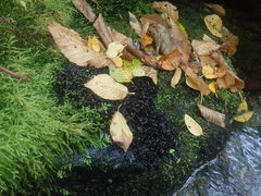 Peltigera hydrothyria