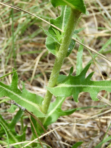 Silphium laciniatum