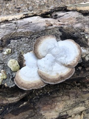Trametes gibbosa