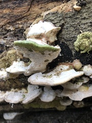 Trametes gibbosa