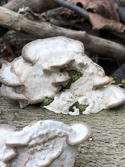 Trametes gibbosa