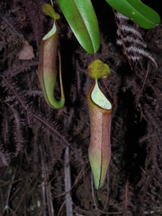 Nepenthes sanguinea