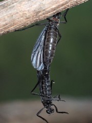 Plecia dimidiata
