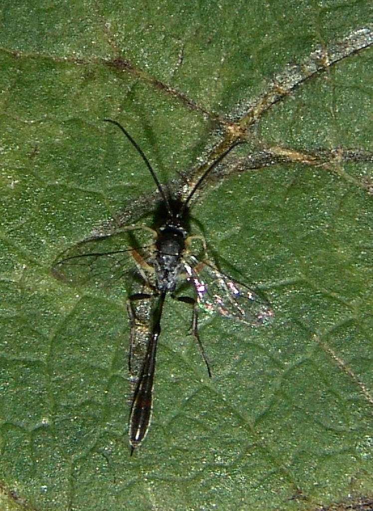 Charops annulipes
