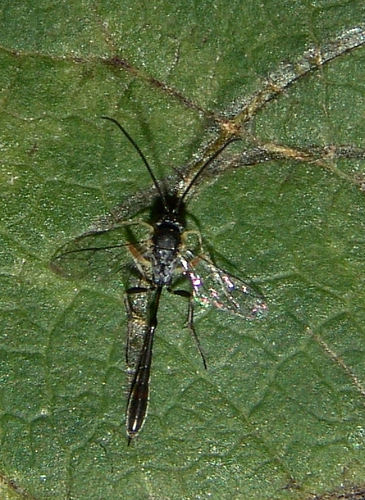 Charops annulipes