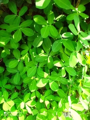 Arachis repens
