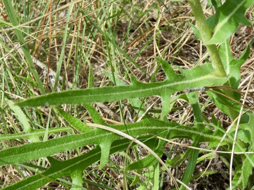 Silphium laciniatum