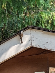 Poecile atricapillus