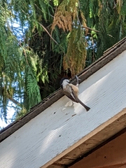 Poecile atricapillus