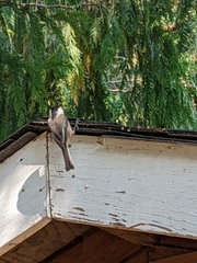 Poecile atricapillus