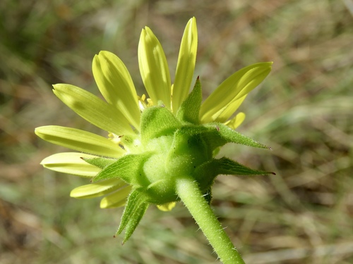 Silphium laciniatum