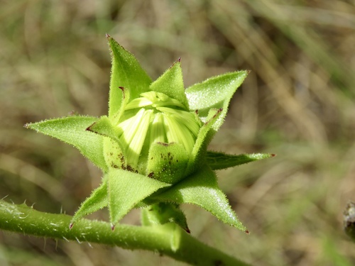 Silphium laciniatum