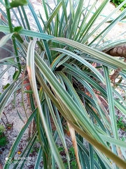 Ophiopogon jaburan