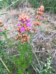 Ericeae