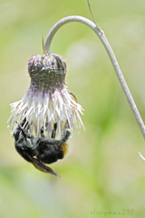 Bombus diligens