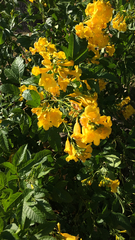 Tecoma stans