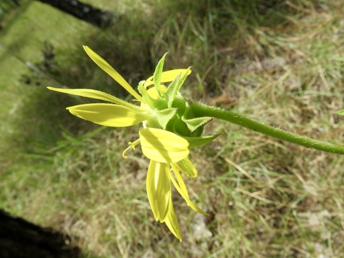 Silphium laciniatum