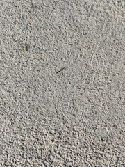 Linepithema humile