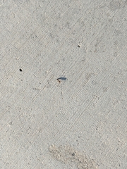 Linepithema humile