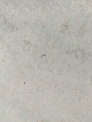 Linepithema humile