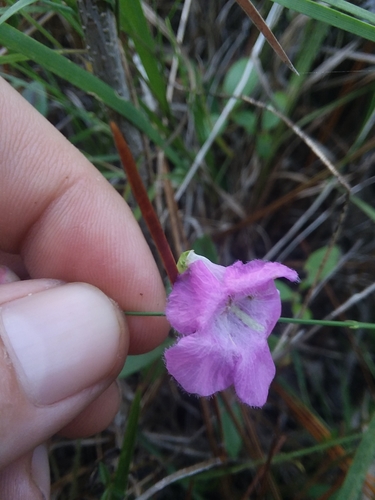 Ridgestem false foxglove (Agalinis oligophylla)