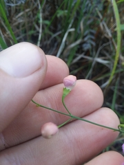 Agalinis oligophylla