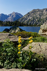 Gentiana