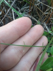 Agalinis oligophylla