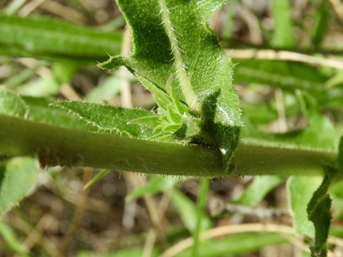 Silphium laciniatum