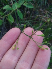 Agalinis oligophylla
