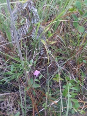 Agalinis oligophylla