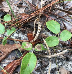 Galactia floridana