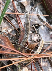 Galactia floridana