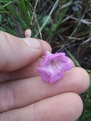 Agalinis oligophylla