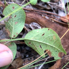 Galactia floridana