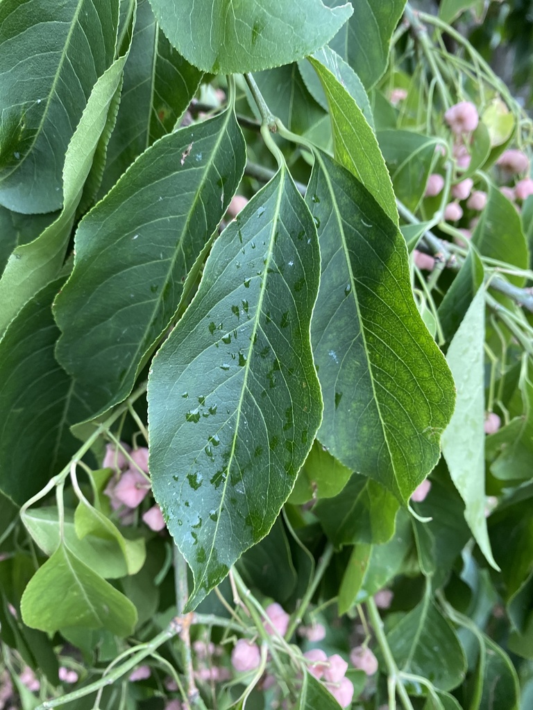 Euonymus bungeanus