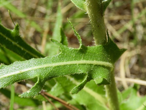Silphium laciniatum