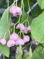 Euonymus bungeanus