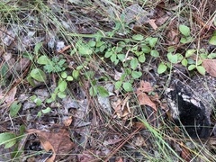 Galactia floridana