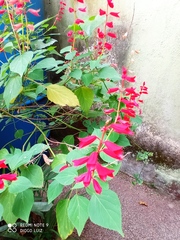 Salvia splendens