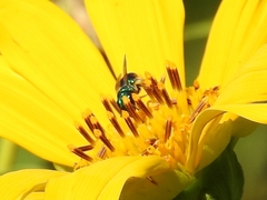 Calloceratina