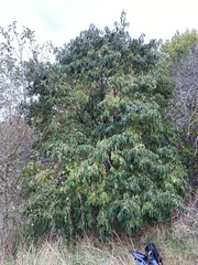 Euonymus bungeanus