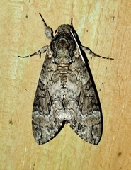 Agrius cingulata image