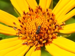Neocorynura